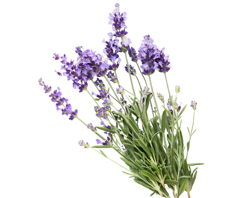 Lavender Candle